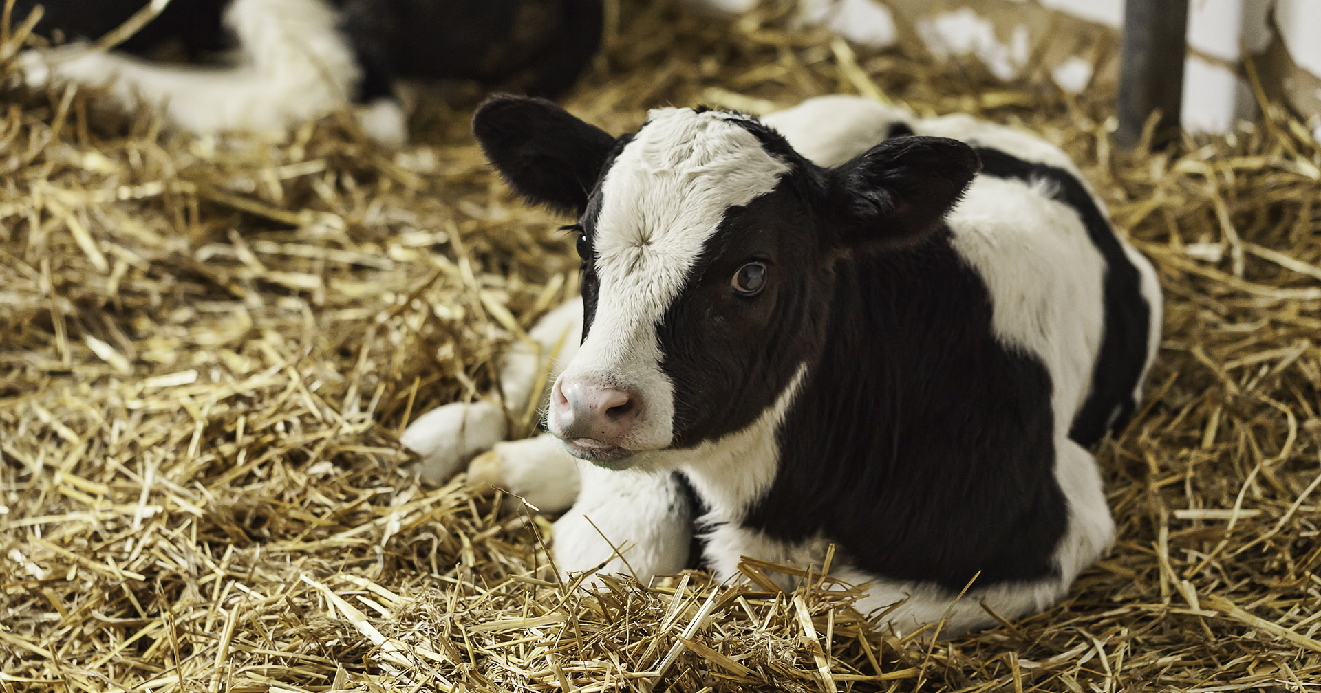 Sårbare nykomarar: Lungebetennelse, navlebetennelse, leddbetennelse og diare er vanlege sjukdommar hjå kalv. Tilgang til tilstrekkeleg- og god råmjølk har mykje å seia for helsa deira. Foto: Istock / ngaga35