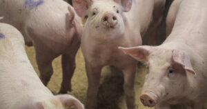 Ny giv: Ragna Steinveg Ulvin gir råd til andre grisebønder som vurderer å legge om til SPF. Omleggingsprosessen er ikkje så krevjande som mange ser føre seg, seier ho, og når jobben er gjort gir det ny motivasjon til å drive vidare. Foto: FKRA.