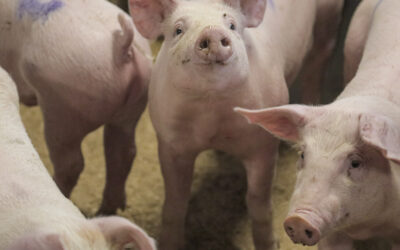 SPF: Friskare gris og auka lønsemd