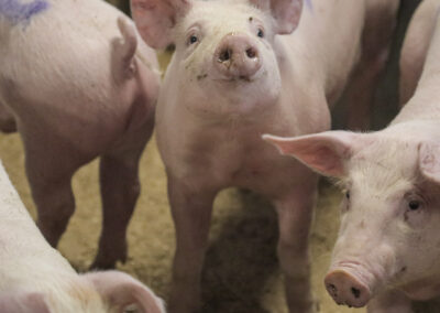 SPF: Friskare gris og auka lønsemd