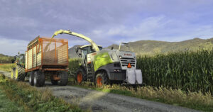 Hausting: Maisåkeren til Erlend Folkvord i Bjerkreim vart hausta 16. november. Biletet synar hausting av fôrmais i Etne hausten 2023. Foto: Lars Kjetil Flesland, NLR.