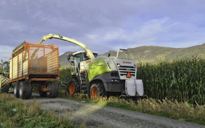 Fôrmais i Bjerkreim? Ja, visst!