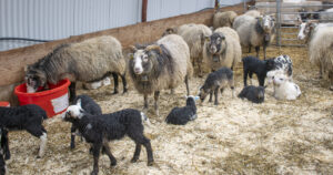 Bonden er avgjerande: God drift handlar ikkje om rase eller driftsform, men om bonden sjølv. Illustrasjonsfoto.