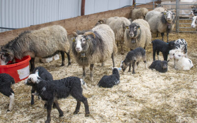Skjerpar kontrollen av sauenæringa