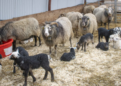 Skjerpar kontrollen av sauenæringa