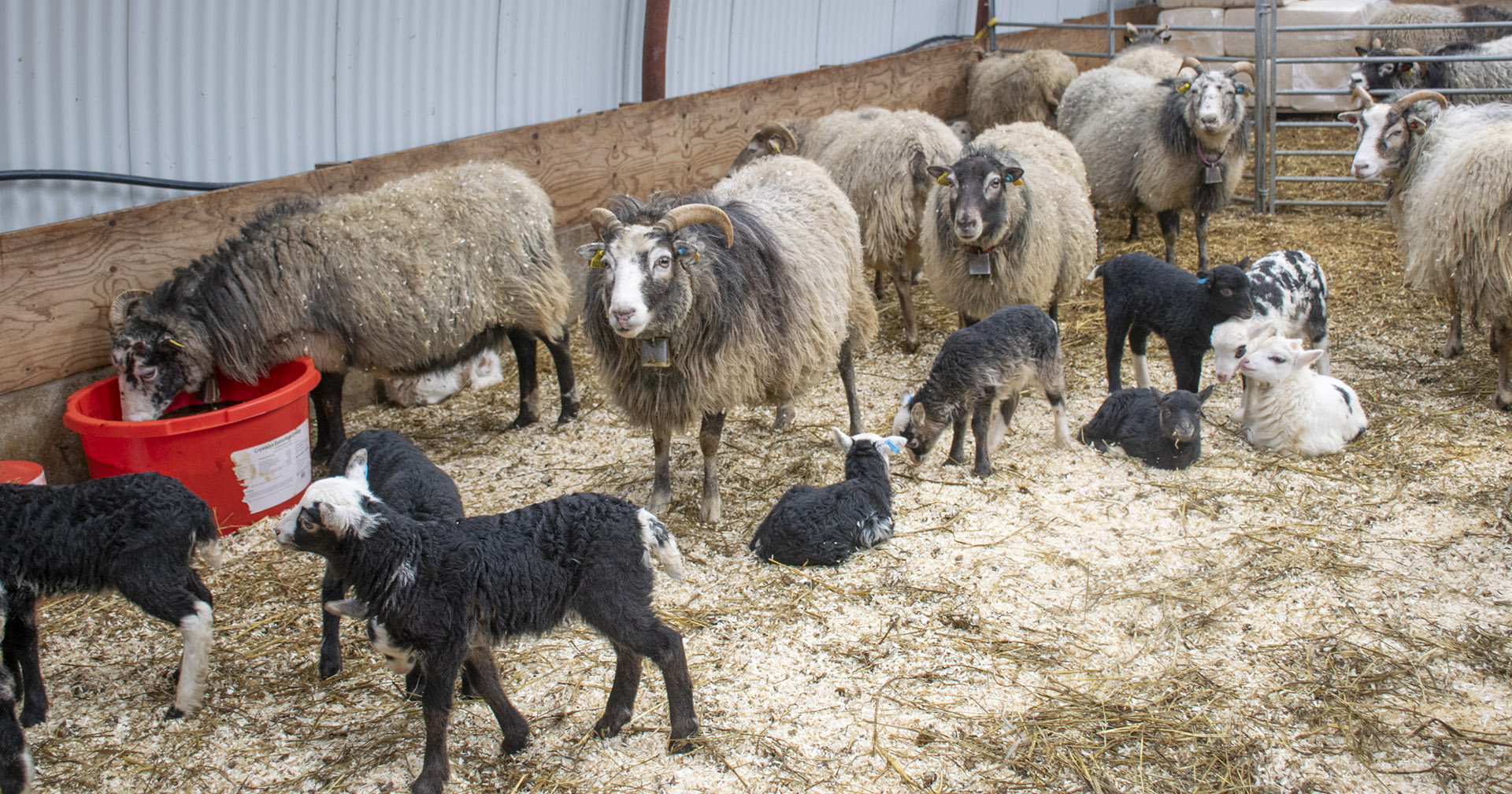 Bonden er avgjerande: God drift handlar ikkje om rase eller driftsform, men om bonden sjølv. Illustrasjonsfoto.