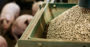 Kraftfôr og gris: Ved eit langvarig straumbrot og manko på kraftfôr, vil ein måtte starta nedslaktinga i dei første besetningane innan ei veke, ifølgje FKRA-sjef Per Harald Vabø. Foto: FKRA