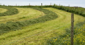 Rask fortørking: Om du breislår eller legg i streng avheng gjerne av jordsmonn. Rask fortørking er viktig for å redusere tørrstofftap på jordet. Foto: Istock / FotoLine6