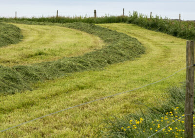 Grovfôrproduksjon: Kor blir tørrstoffet av?