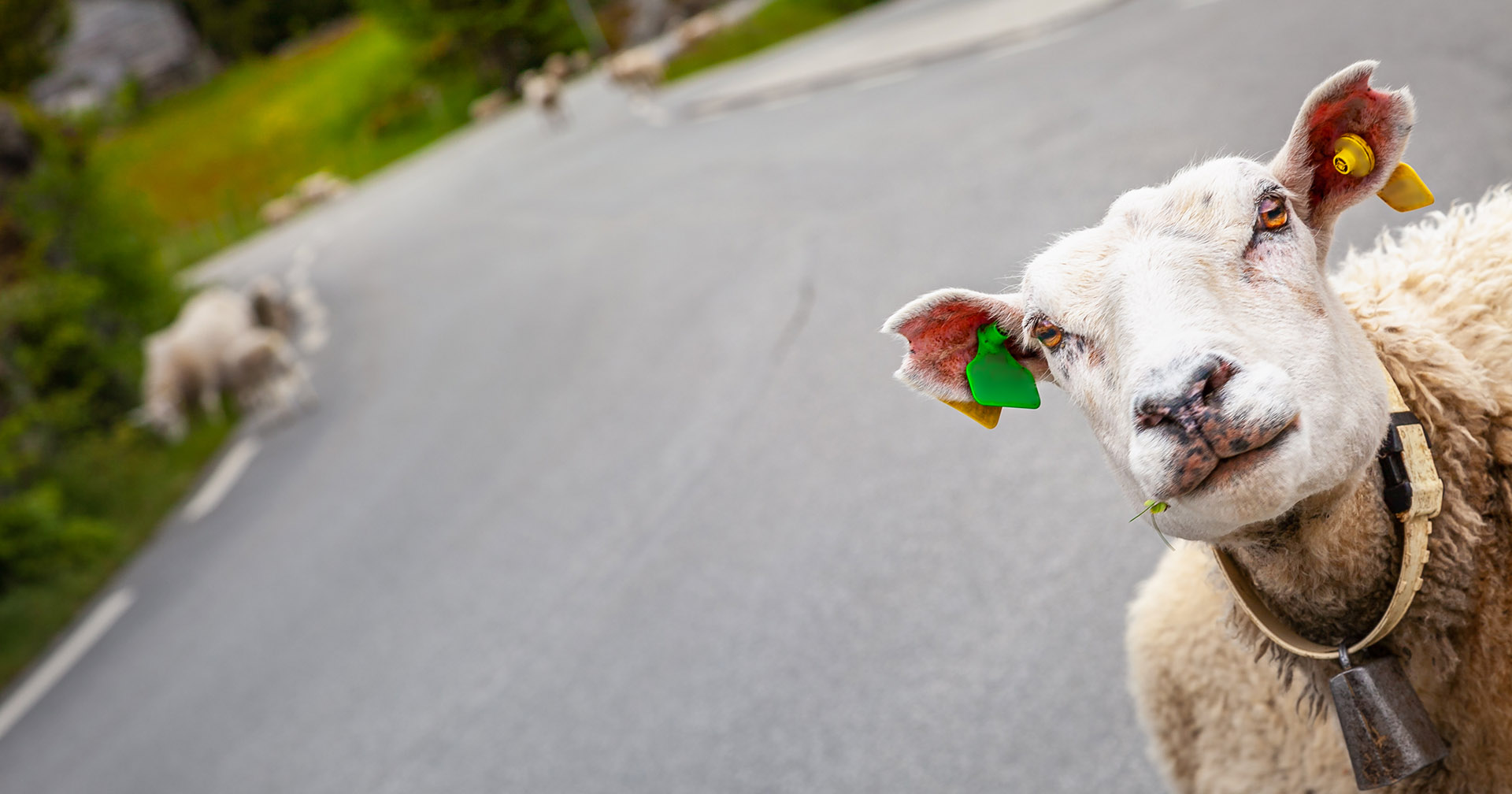 Seriøst?: – Å betale ut tilskot til dyrehald med svært låg produksjon kan føre til at folk mister tillit til tilskotsystemet vårt. Det er næringa dårleg tent med, difor er arbeidet Statsforvaltaren no gjer godt forankra i næringsorganisasjonane i Rogaland, seier Hanne Elin Herrebrøden.  Foto: Istock / agustavop