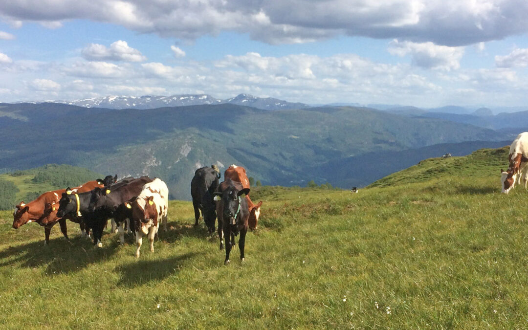 Ein time av minnet vekke