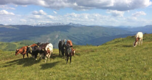 Husdyr, men framleis dyr: Ei ku i den framande flokken likte ikkje hunden til Kjetil Skjervheim, og gjekk til åtak på bonden. Foto: Privat