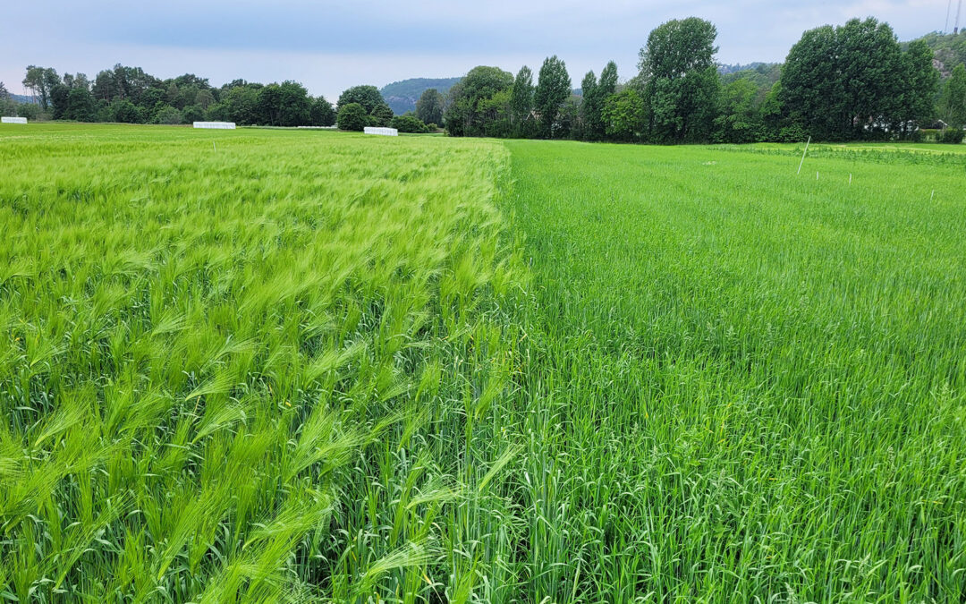Dyrke økologisk korn til eget økologisk kraftfôr?