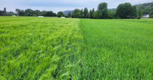 Forsøksfelt: Søgne 1. juli 2025. Til venstre står Heder 6-rads bygg i skyting. Thermus 2-rads bygg til høyre er en litt seinere sort. Foto: Sigbjørn Leidal