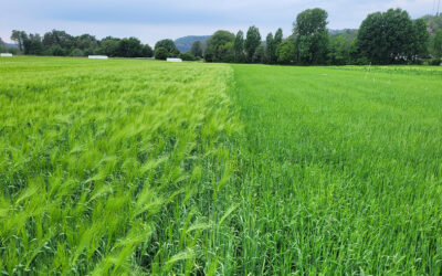 Dyrke økologisk korn til eget økologisk kraftfôr?