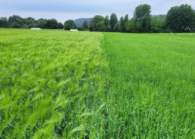 Dyrke økologisk korn til eget økologisk kraftfôr?