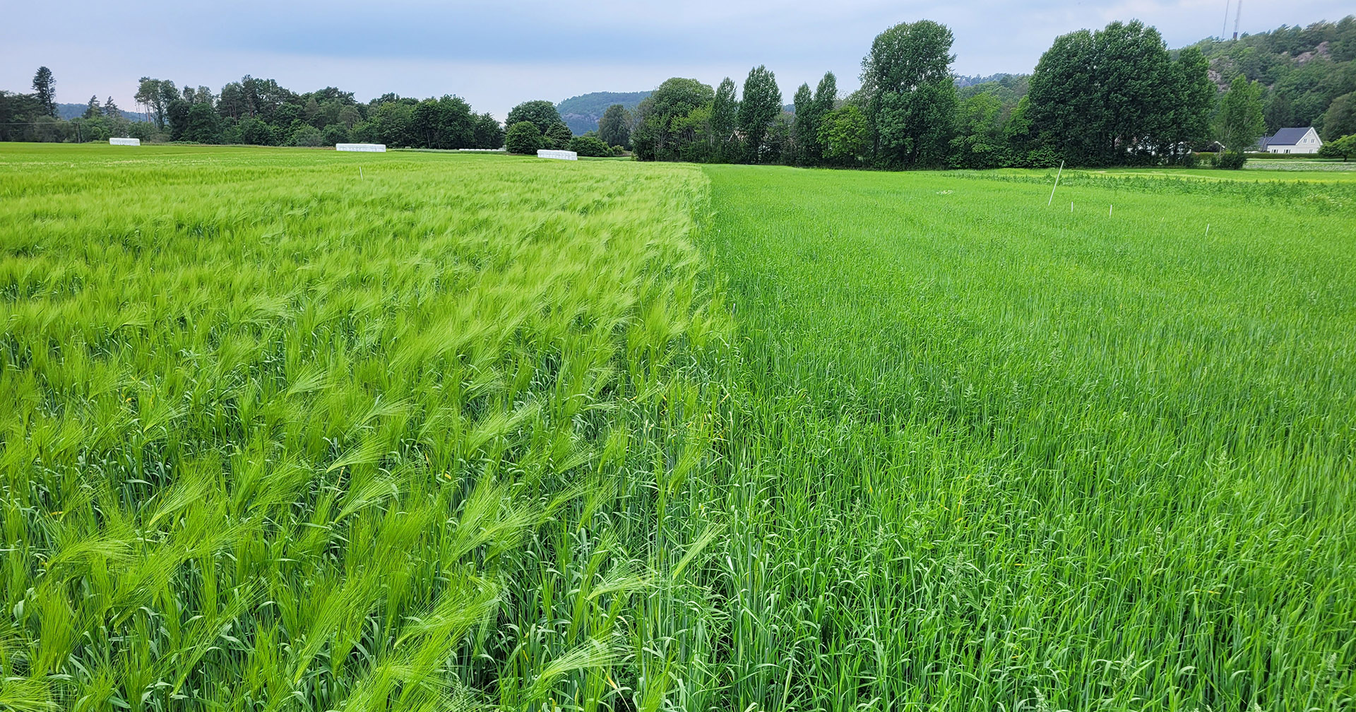 Dyrke økologisk korn til eget økologisk kraftfôr?
