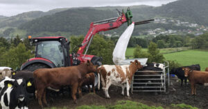 Tilvekst på beite: Kvigene på beite blir tilleggsfôra med kraftfôr på slutten av beitesesongen, slik at dei ikkje skal tape tilvekst. Foto: Privat