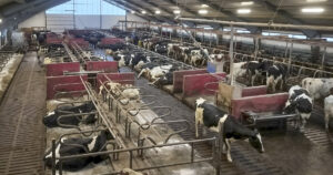 Tett med dyr: Fjøset er eit firerekkers lausdriftsfjøs frå 2004. Det gir knapt med eteplassar. Då er det avgjerande at det alltid er fôr på fôrbrettet. – ALLTID, understrekar fôringsrådgivar Anja Våg Skjold. Foto: Privat