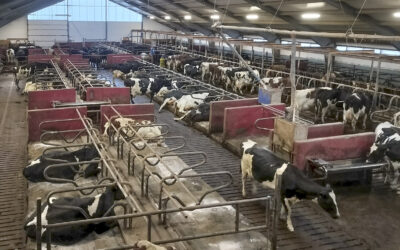 Det er ikkje fjøset det kjem an på