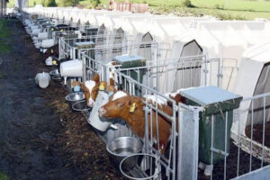 Starta med kalvestellet: Etter mykje klatt med kalvane inne i fjøset kjøpte Trond Arne 20 kalvehytter og ein mjølketaxi og auka mjølkefôring opp mot ti liter per dag. Det var ei ny tidsrekning for kalvestellet. Foto: Privat