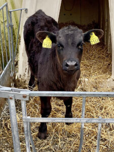 Starta med kalvestellet: Etter mykje klatt med kalvane inne i fjøset kjøpte Trond Arne 20 kalvehytter og ein mjølketaxi og auka mjølkefôring opp mot ti liter per dag. Det var ei ny tidsrekning for kalvestellet.