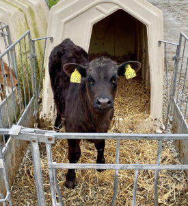 Starta med kalvestellet: Etter mykje klatt med kalvane inne i fjøset kjøpte Trond Arne 20 kalvehytter og ein mjølketaxi og auka mjølkefôring opp mot ti liter per dag. Det var ei ny tidsrekning for kalvestellet. Foto: Privat