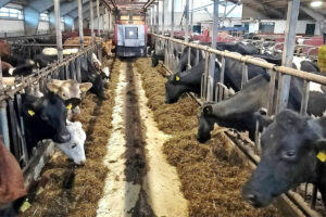 Målretta avl: Mange år med målretta avlsarbeid begynner å betale seg blant anna med høgare mjølkepris og ein betydeleg gevinst på okseslaktet. Foto: Privat.