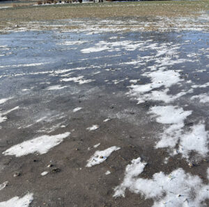 Kald start: Gjenlegg med rug sådd i fjor høst har lidd under isdekket nå i vinter. Foto: Tor-Harald Staddeland