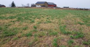 Tett enga: Planlegger du isåing alt nå, legger du grunnlaget for å kunne lykkes med årets slåtteresultat. Foto: Ole Arnfinn Røysland