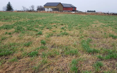 Isåing – et aktuelt tiltak i vår?