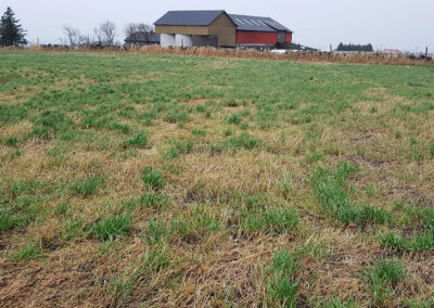 Isåing – et aktuelt tiltak i vår?