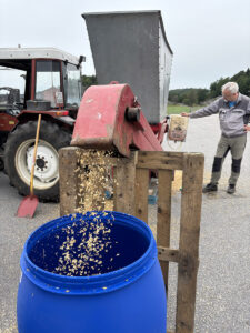 Alternativ A. Valset korn tilsatt konserveringsmiddel på veg ut av «krossemaskinen». Vanninnhold må være over 30 % for at valsing i krosser skal gå greit. Foto: Erlend Vandeskog