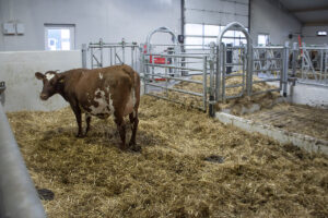 Kalvingsbingen: Då dei bygde ut fjøset etter brannen investerte dei i ein romsleg kalvingsbinge. No har dei ikkje lenger problem med diare på kalvane.