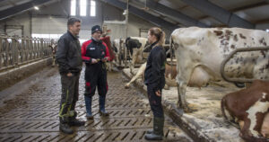 Fokus på avl: For første gong etter at dei tok over, kan Laila og Oddbjørn no konsentrere seg om å avle på ein god besetning. Her i lag med avlsrådgivar Torger Nærland.