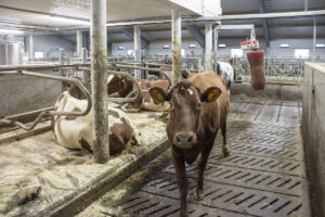 Overgangen: Spaltene i velferden vart støypte på utsida veggen i båsfjøset og liggebåsane er inne i det som var båsfjøset.