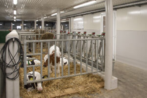 Fjøs båsfjøs til kalvefjøs: Kalvane er oppstalla i halmbingar i det som fram til 2017 var båsfjøset.