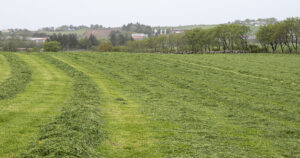 Gras og fosforbalanse: Tidleg slått og rett stubbhøgd saman med systematisk registrering av avlingsmengder og fôrprøvar, er døme på praksis hjå Jan-Arild Anda. pH i jorda skal vera minst 6,2 – 6,3. Illustrasjonsbilete.