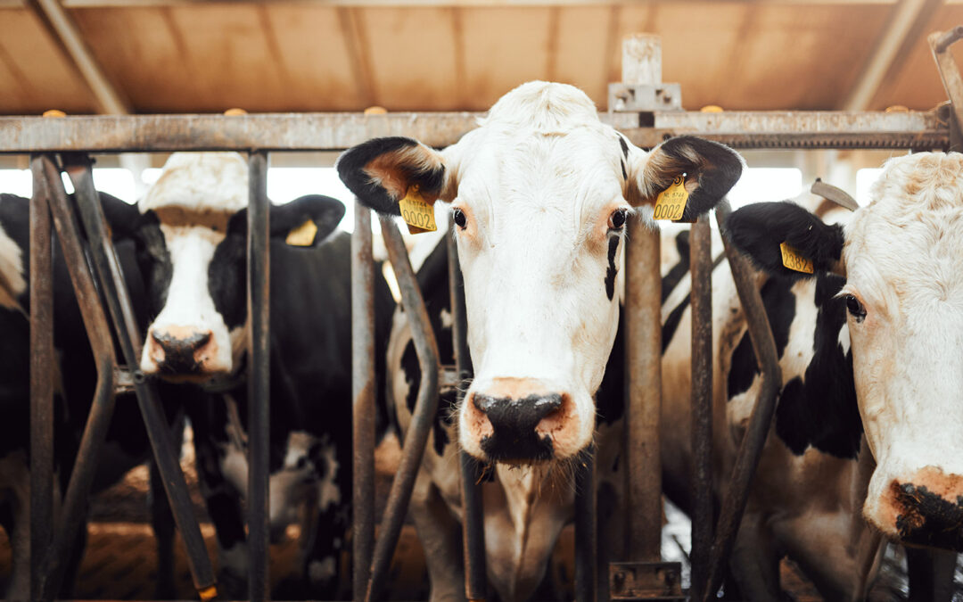 Har sikra midlar til tuberkulosetesting