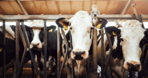 Ekstra innsats: Det kostar å testa storfe for tuberkulose. Ikkje minst når du har mange av dei. Foto: Istock / Jay Yuno