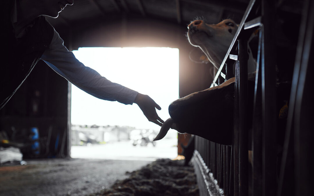 Bovaer: Om risiko og tillit i norsk jordbruk