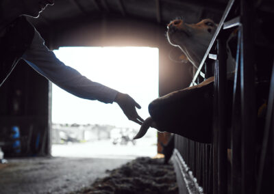 Bovaer: Om risiko og tillit i norsk jordbruk