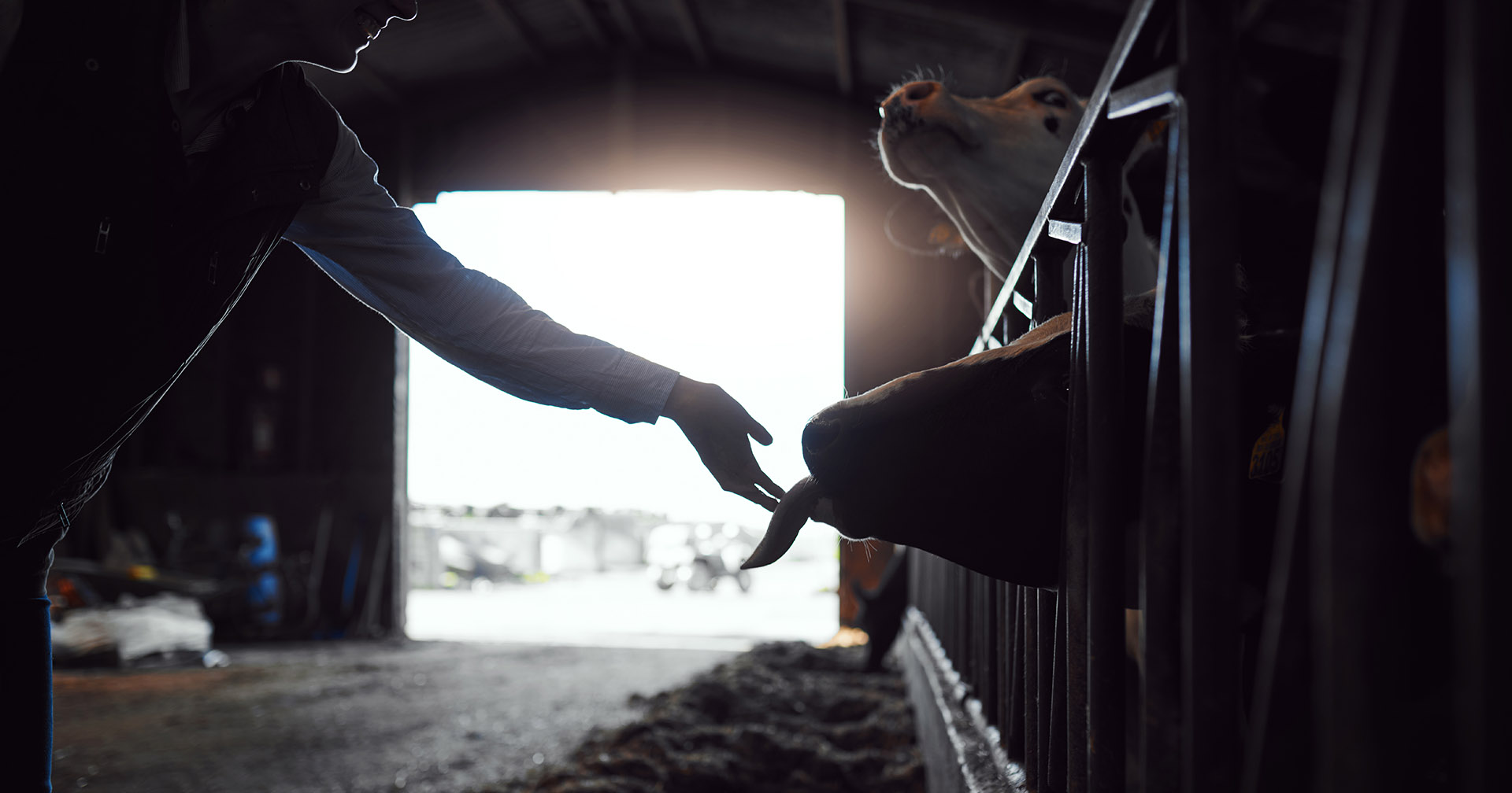 Bovaer: Om risiko og tillit i norsk jordbruk