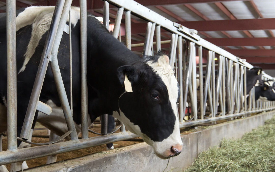 Vinterdysenteri – ei årleg plage