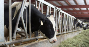 Freiste med høy: Er du fått vinterdysenteri i flokken kan det vere lurt å få tak i litt godt tørrhøy og freiste med. For å vekke appetitten. Foto: Istock. / SimplyCreativePhotography