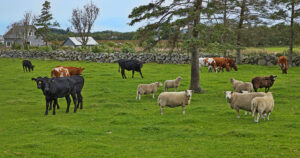 Eksklusivt: Raudt kjøt frå utmarksbeitande drøvtyggjarar kan på sikt få ennå høgare verdi, fordi det kan bli sett på som meir eksklusivt enn kornfôra kylling, seier Christian Anton Smedshaug i AgriAnalyse. Foto: Istock / Karel Stipek
