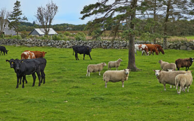 Jo, det finst ei framtid for raudt kjøt