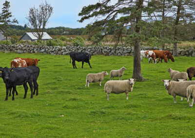 Jo, det finst ei framtid for raudt kjøt