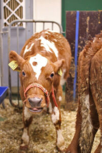 Symptom på coronavirus: Vanlege symptom er diaré, nedsett matlyst og feber, men òg hoste og luftvegsproblem. Viruset gir sjukdom hjå dyr i alle aldrar, men kliniske teikn kan vere ulike. Denne kalven hadde luftvegs­infeksjon, men vart klarert for coronavirus. Foto: Ingrid Toftaker.
