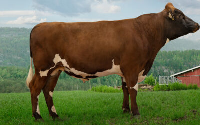 Toppokse frå Messing